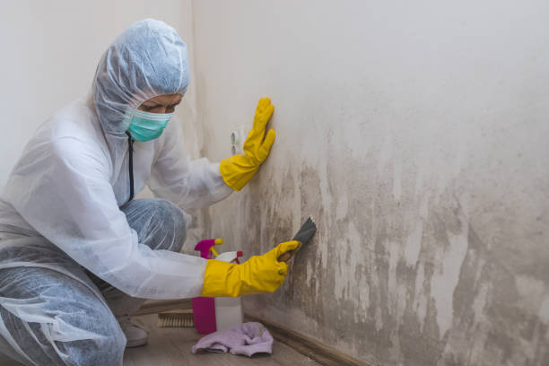 Best Mold Removal Process  in Progreso, TX