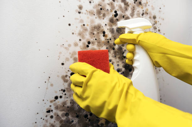 Best Toxic Mold Removal  in Progreso, TX