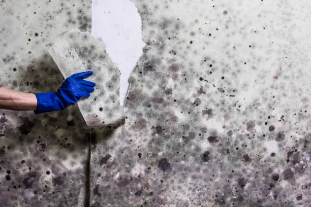 Best Mold Damage Repair  in Progreso, TX